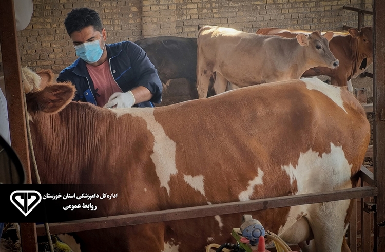 پایان واکسیناسیون بیش از ۵۶ هزار رأس دام علیه تب برفکی در شهرستان هفتکل